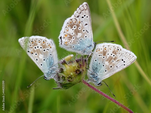 Drei Silbergrüne Bläulinge (Polyommatus coridon) photo