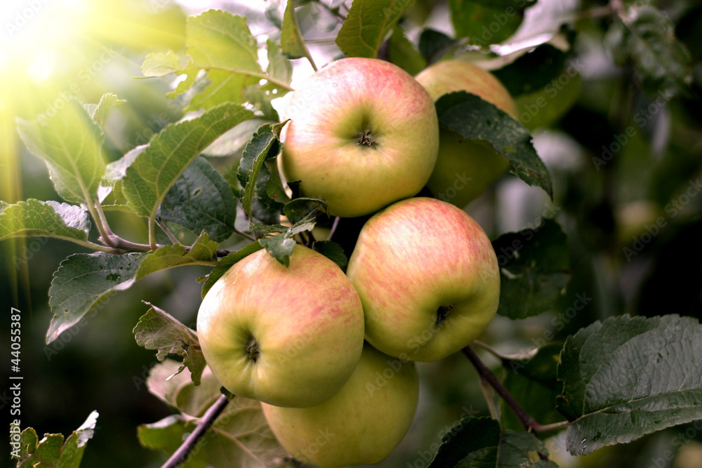 Beautiful apples on the branches of apple tree with sun Beautiful apples on the branches of apple tree with sun