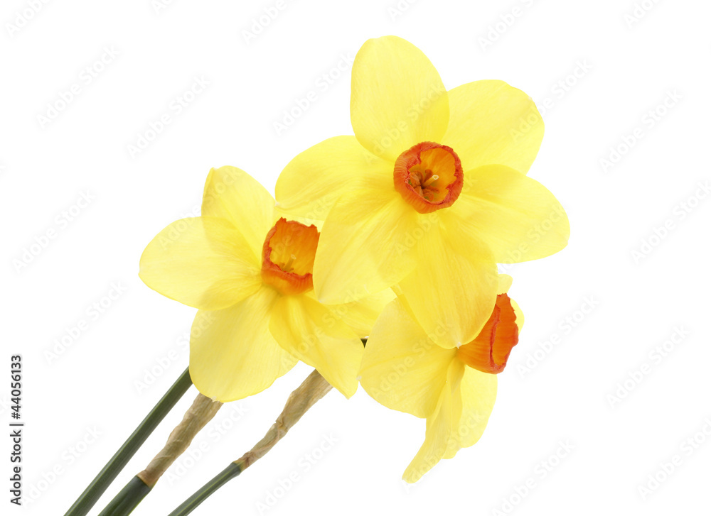 Naklejka premium beautiful yellow daffodils isolated on white
