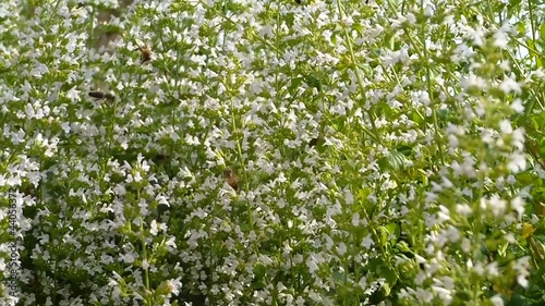 Bienen