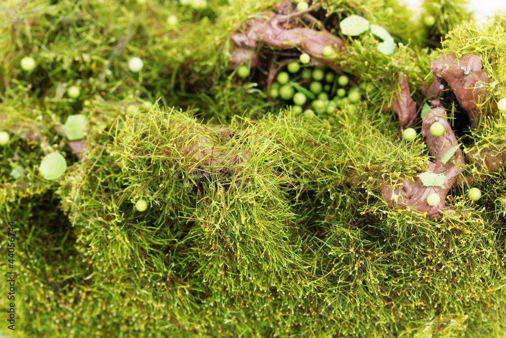 Green moss close-up Green moss close-up