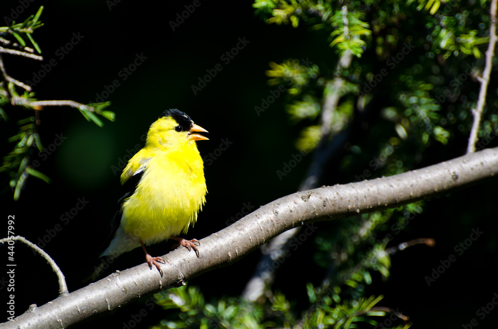 Singing American Goldfinch Perched in a Tree Singing American Goldfinch Perched in a Tree