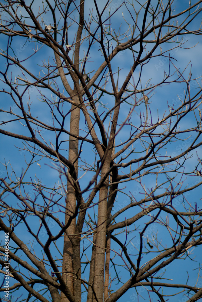 Obraz premium trees against the blue sky with white clouds