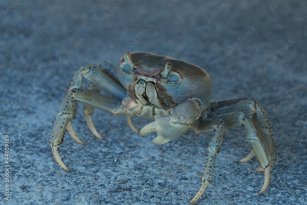 Land Crab in the shadow of a truck Land Crab in the shadow of a truck