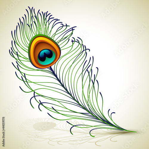 peacock feather