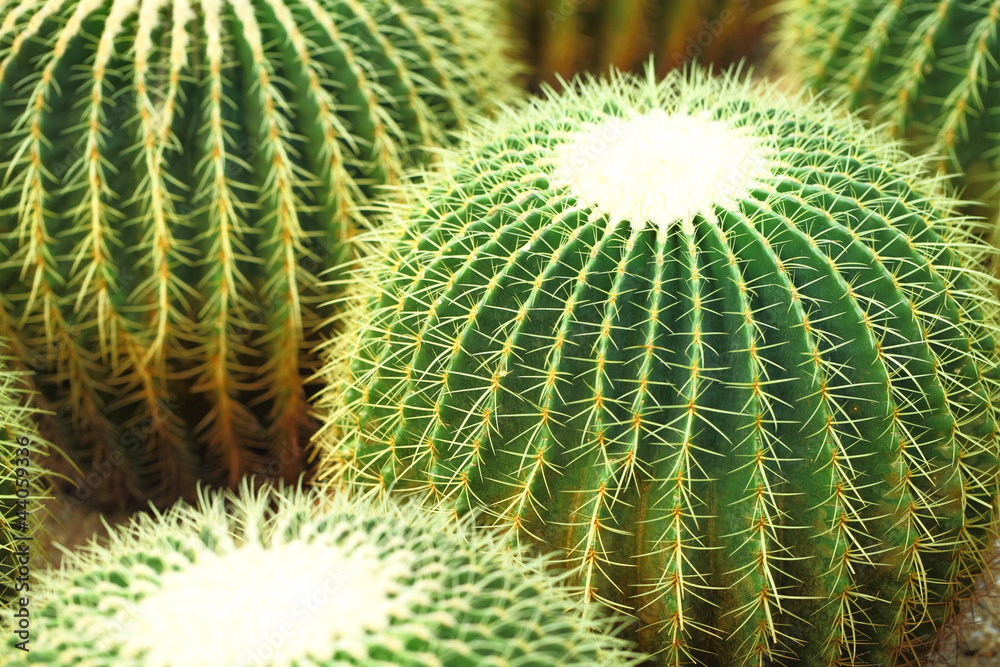 ball cactus ball cactus