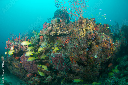 Various species of grunts on a coral island