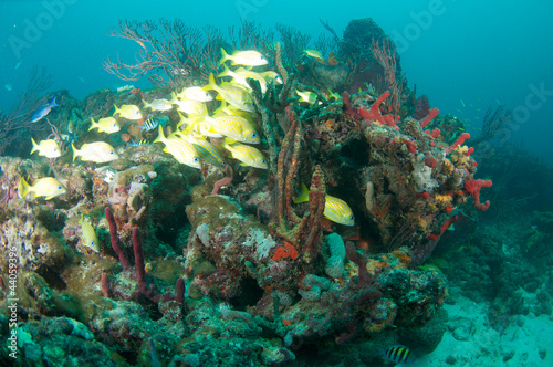 French Grunts hovering around a soft coral