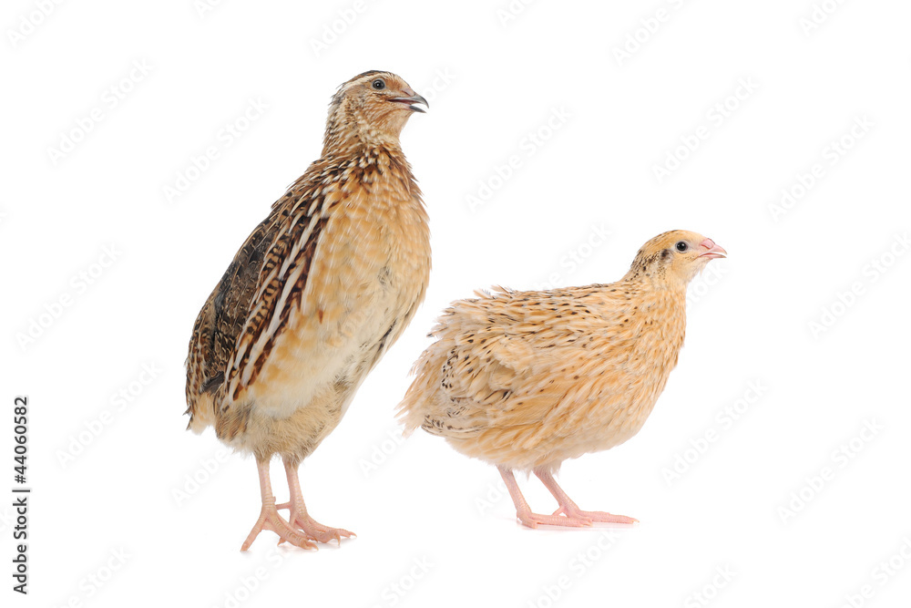 Fototapeta premium quail