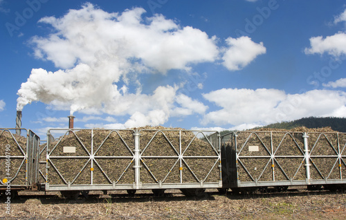 cane hauling photo