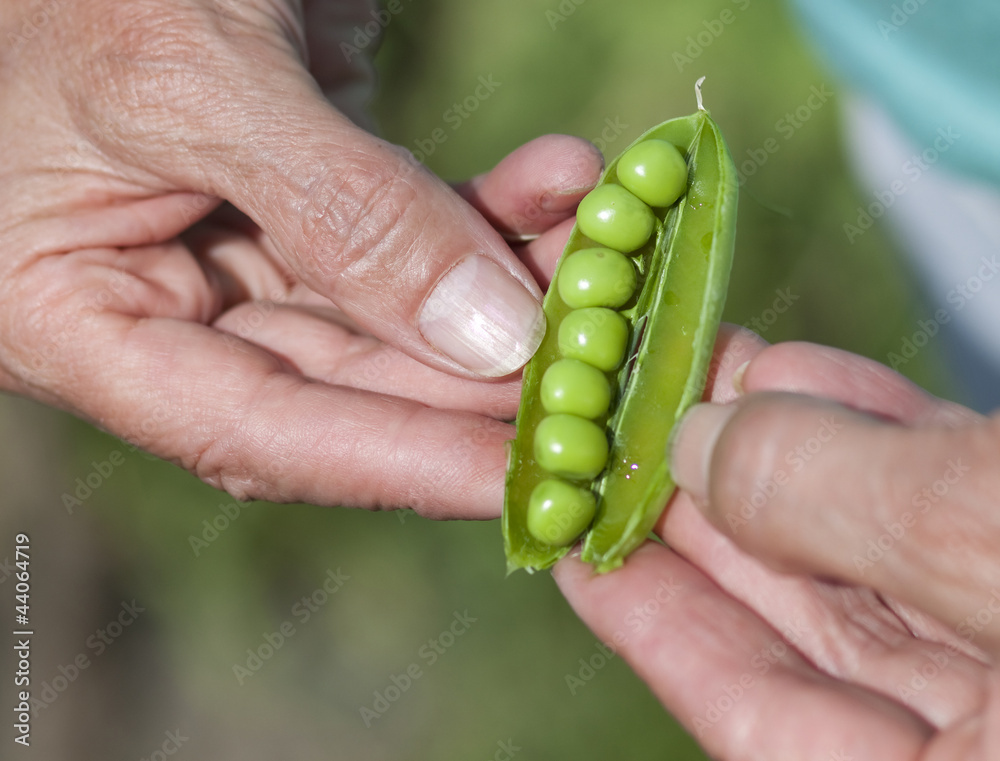Woman Hand Hold Cracked Pea Pod Woman Hand Hold Cracked Pea Pod