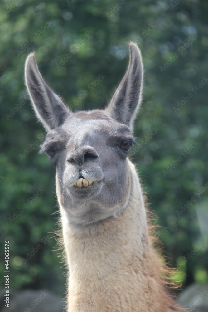 Obraz premium ラマ