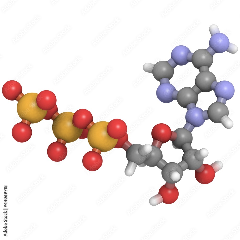 Obraz premium adenosine triphosphate (ATP) molecule - chemical structure
