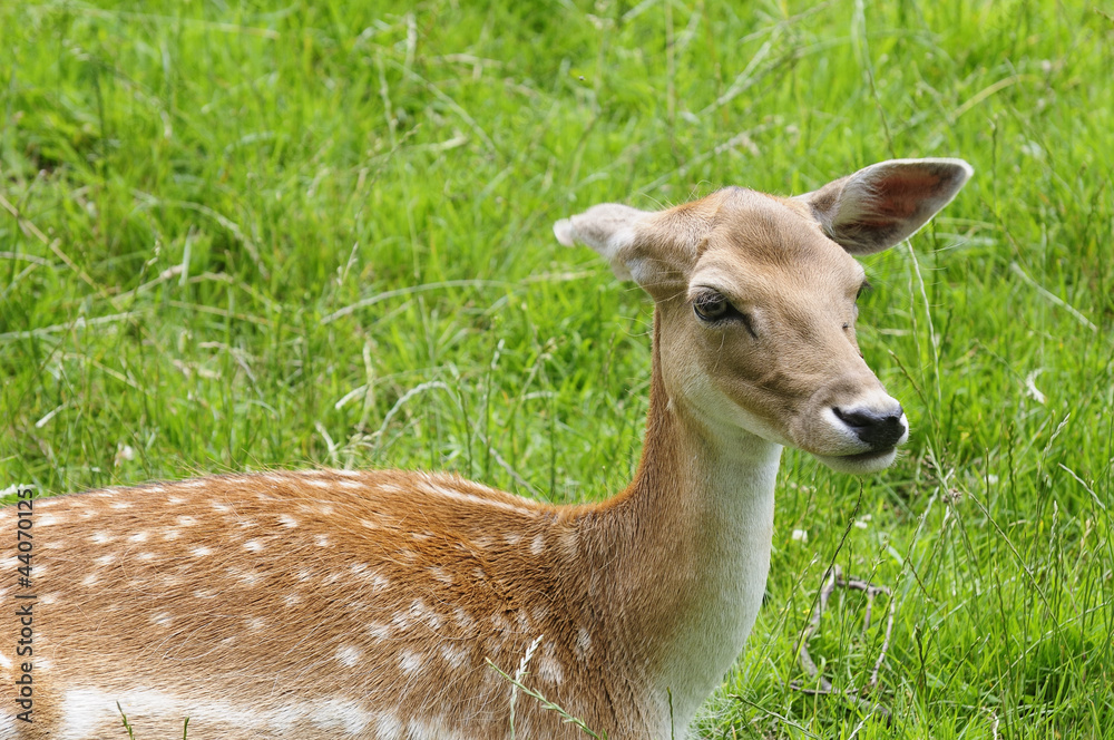 Obraz premium reh 78