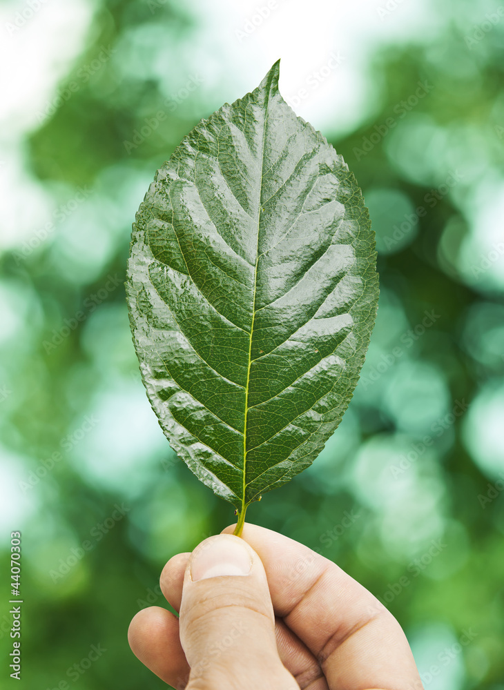 Fresh green leaf in hand over defocus summer background Fresh green leaf in hand over defocus summer background