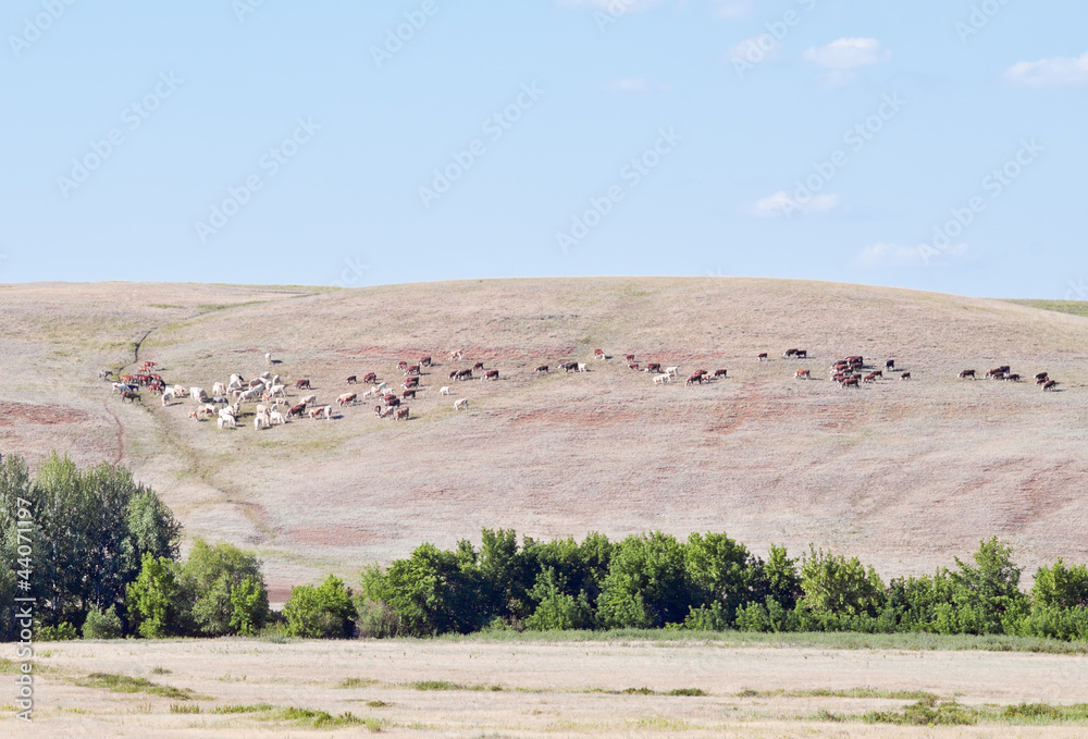 Скот пасущийся на склоне холма