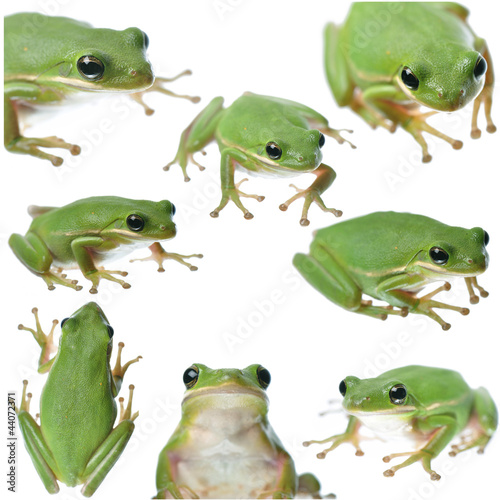 Green Frog Collage