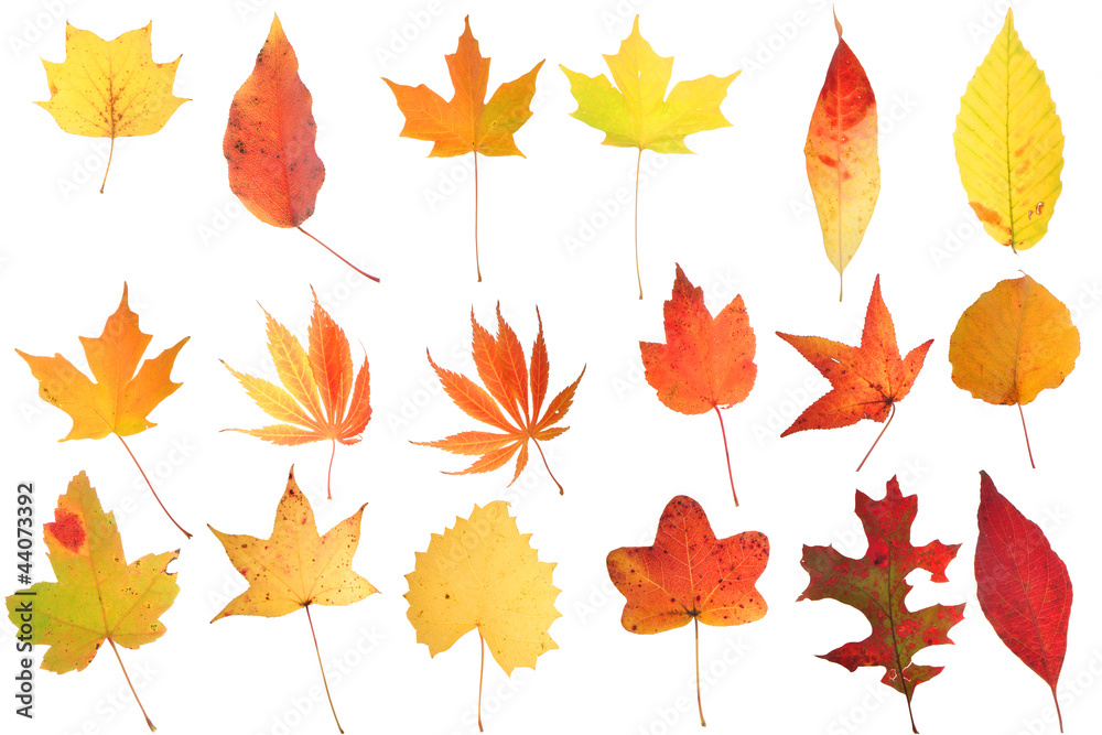Autumn Leaf Collage Autumn Leaf Collage