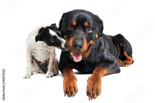 rottweiler and jack russel terrier