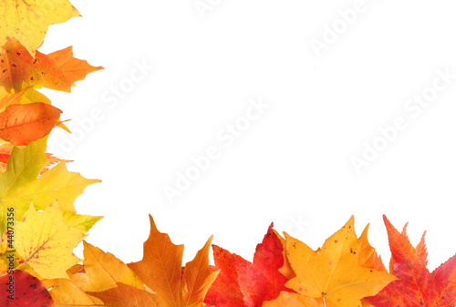 Autumn Leaf Border