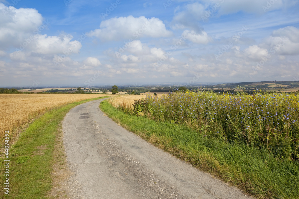 high summer scenery