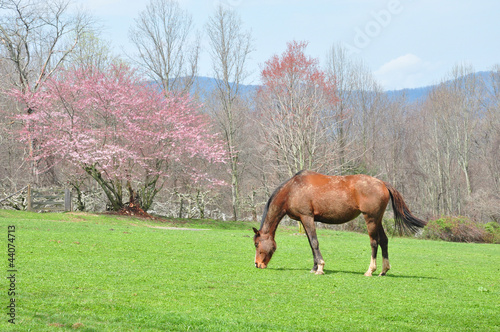 Horse in Spring
