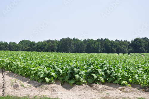 Tobacco Field