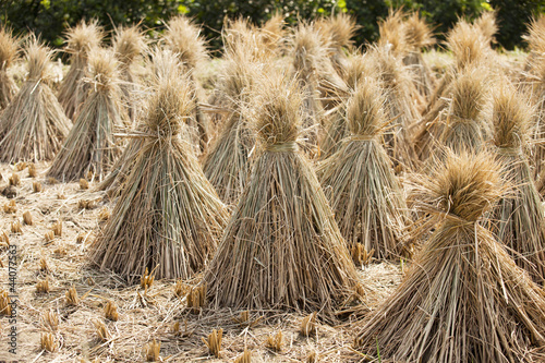 rice sheaf after harvest on the field
