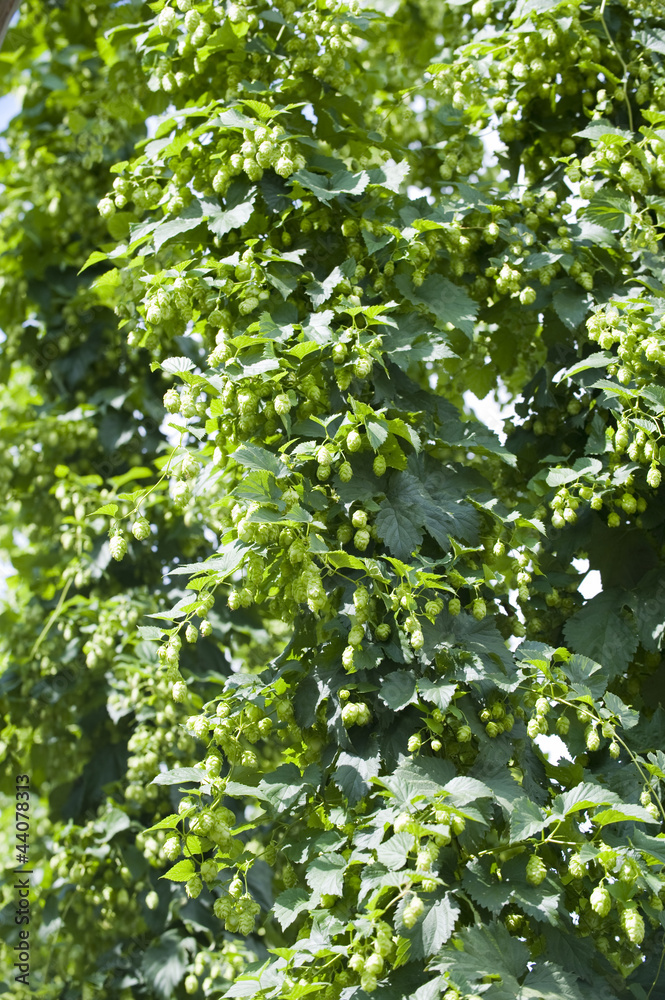 Hopfenfeld - hop field Hopfenfeld - hop field