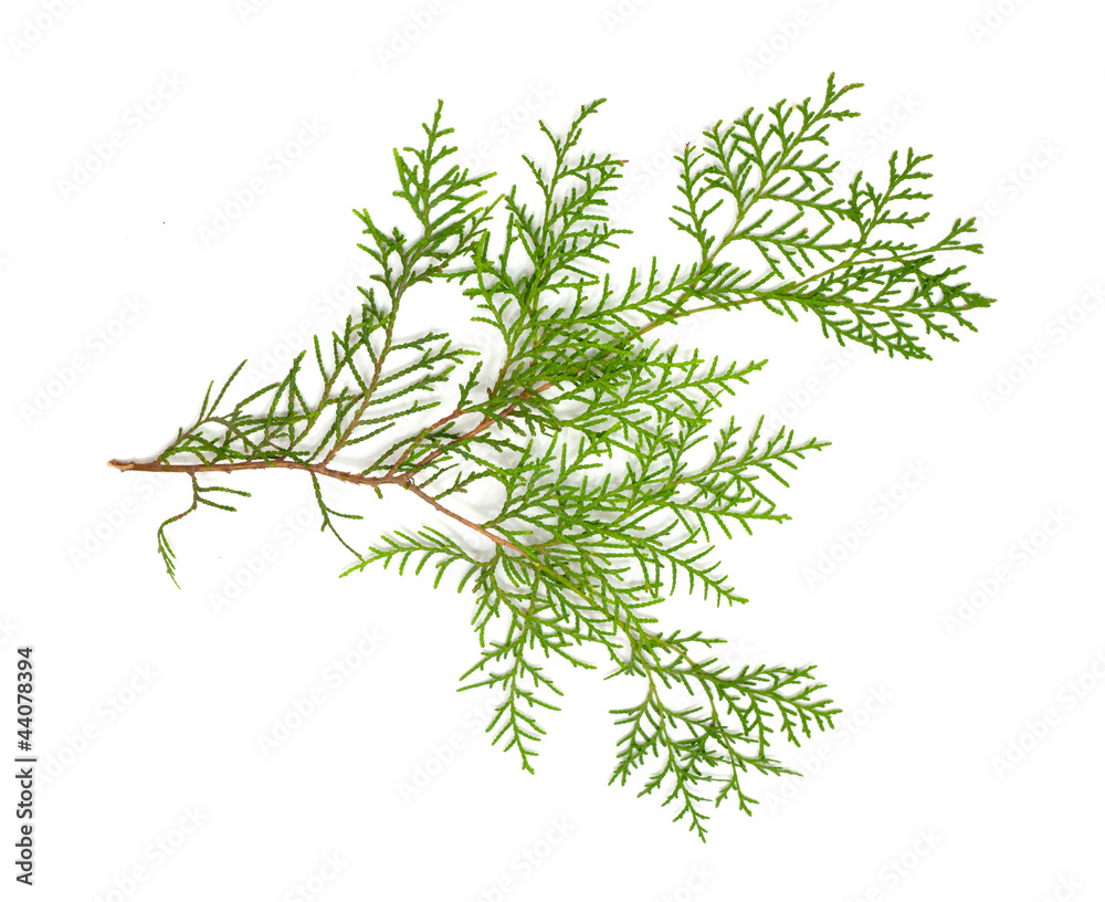 Fototapeta premium Christmas green framework isolated on white background