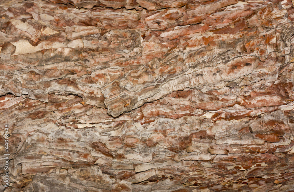 Naklejka premium textured bark of pine tree, Phu Kradueng national park, Thailand