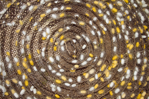 Silk cocoon farm
