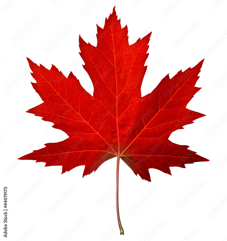 Fototapeta premium Red Maple Leaf