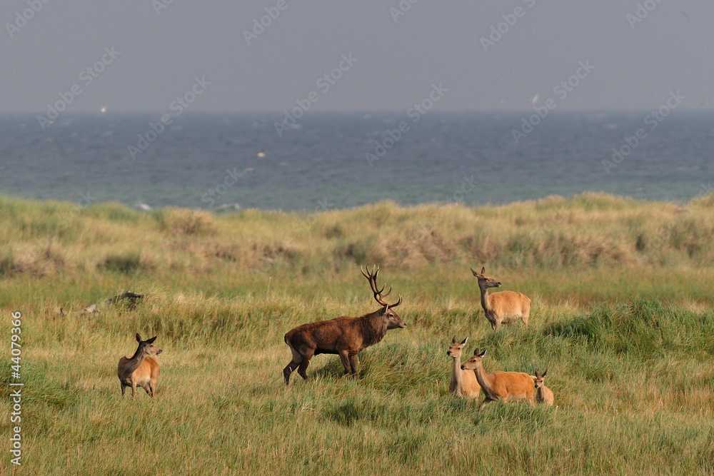 Naklejka premium Rotwild auf dem Darss