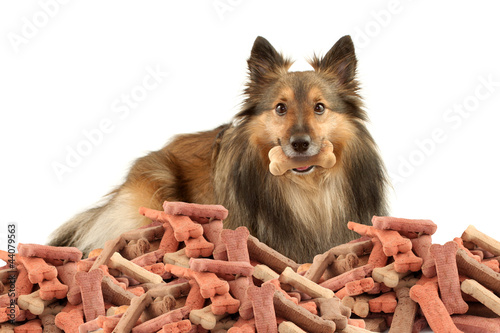 Sable Sheltie with dogbone photo