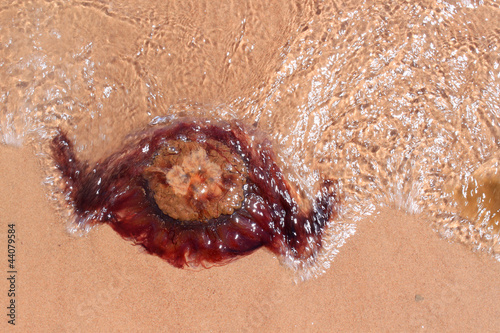 Jellyfish on shore
