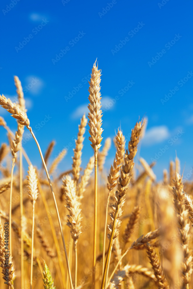 Fototapeta premium Wheat ears and blue sky