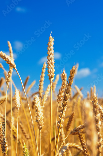 Wheat ears and blue sky