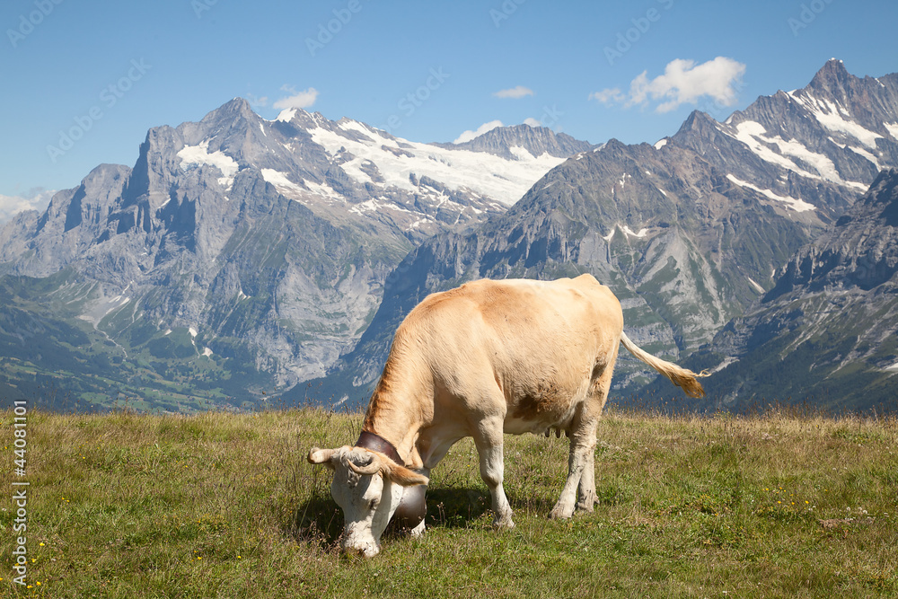 Swiss cow