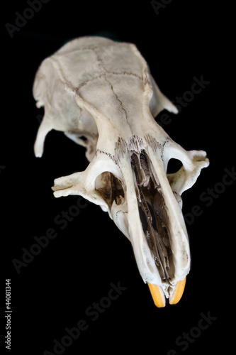 Rat skull