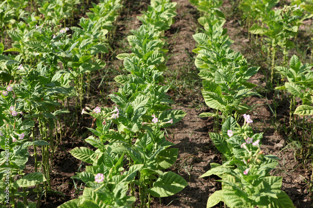 Tobacco farm.