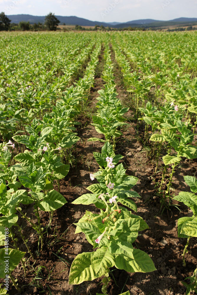 Tobacco farm.