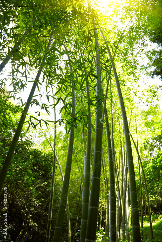 Naklejka premium Bamboo forest background.
