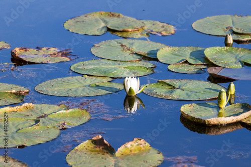 Water Lily © romantsubin