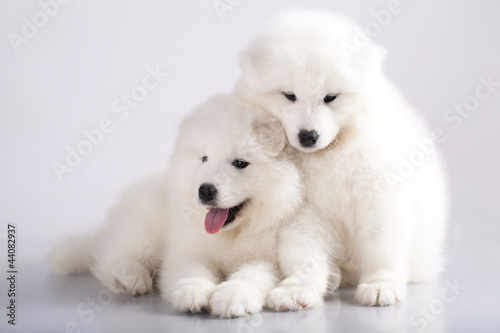 Two funny puppies of Samoyed dog