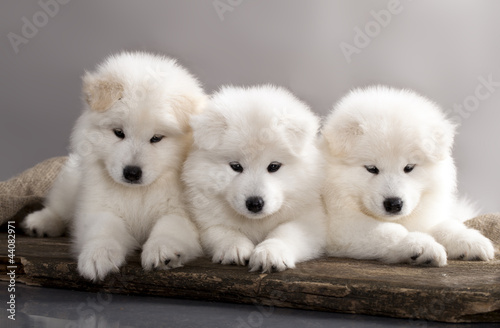 funny puppies of Samoyed dog © liliya kulianionak