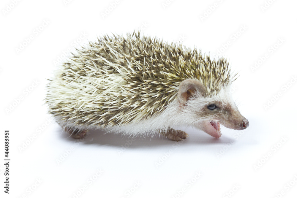 Obraz premium hedgehog 4