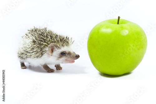 hedgehog 3 #44083943