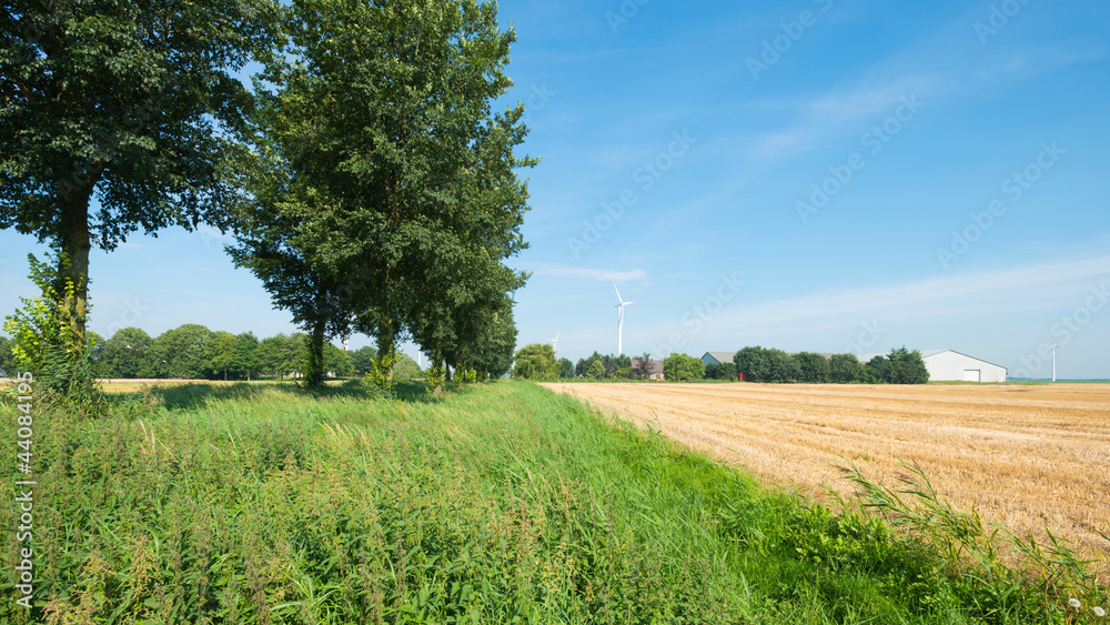 Fototapeta premium Corn harvested in summer