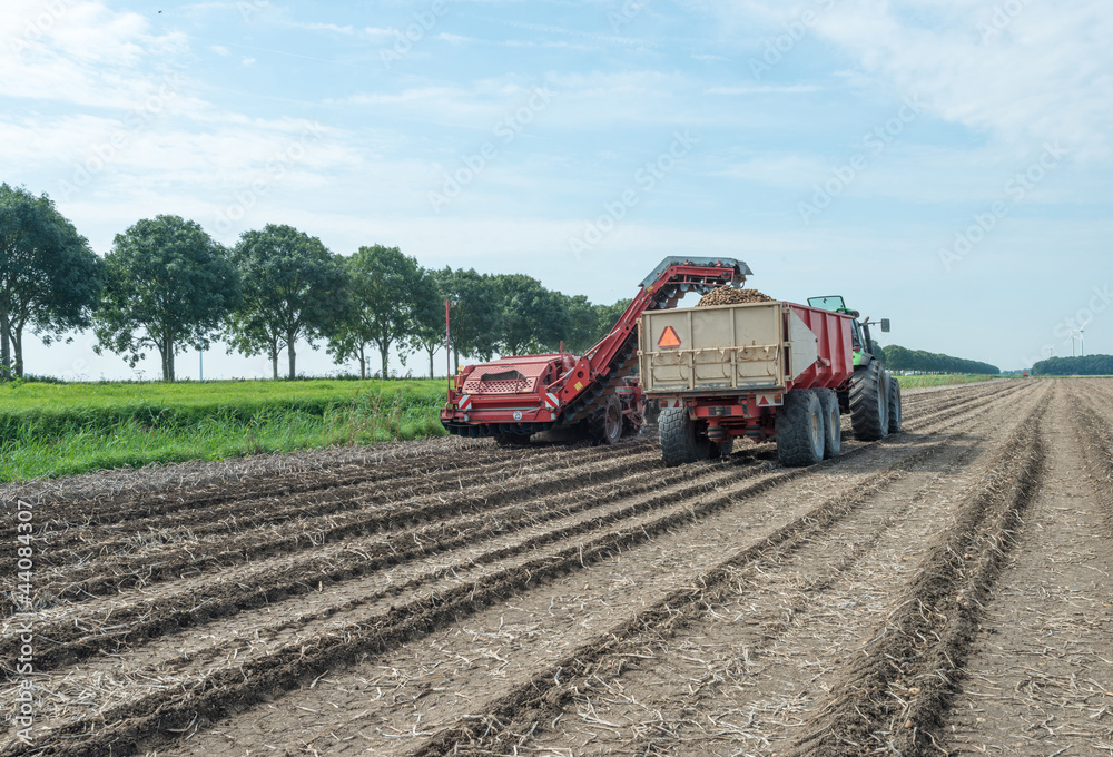 Fototapeta premium Harvesting potatoes in summer